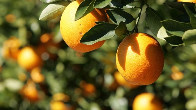 8 Things You Didn't Know About Citrus Farming In South Africa