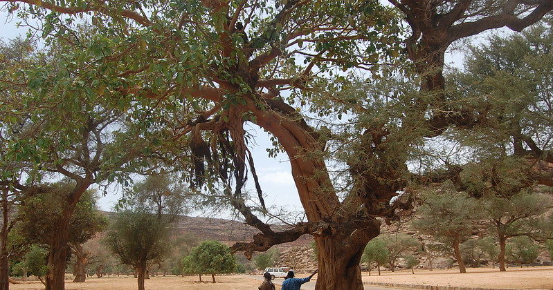 10 Things You Didn’t Know About African Acacia Trees