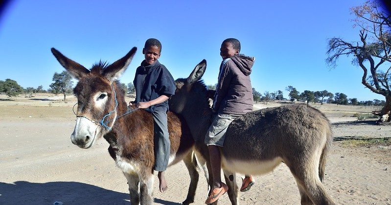Why Some African Countries Are Banning Donkey Exports To China